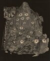 Каппадокия. 2006 г Тонирование сепией. 482х385. МРФ/МОК ОФ-2993 Ф-49/Сам